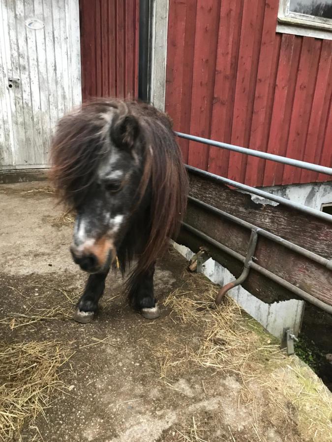 Bjorkely Gard Rasvag Exterior foto